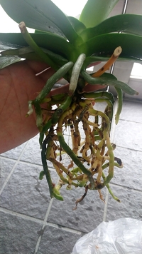 胡蝶蘭の植え替えについて ご助言お願いします 4月にいただきものの胡 Yahoo 知恵袋