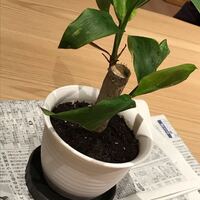 ダイソーで鑑賞植物 ラカンマキ等 はまだ販売されてるのでしょ Yahoo 知恵袋
