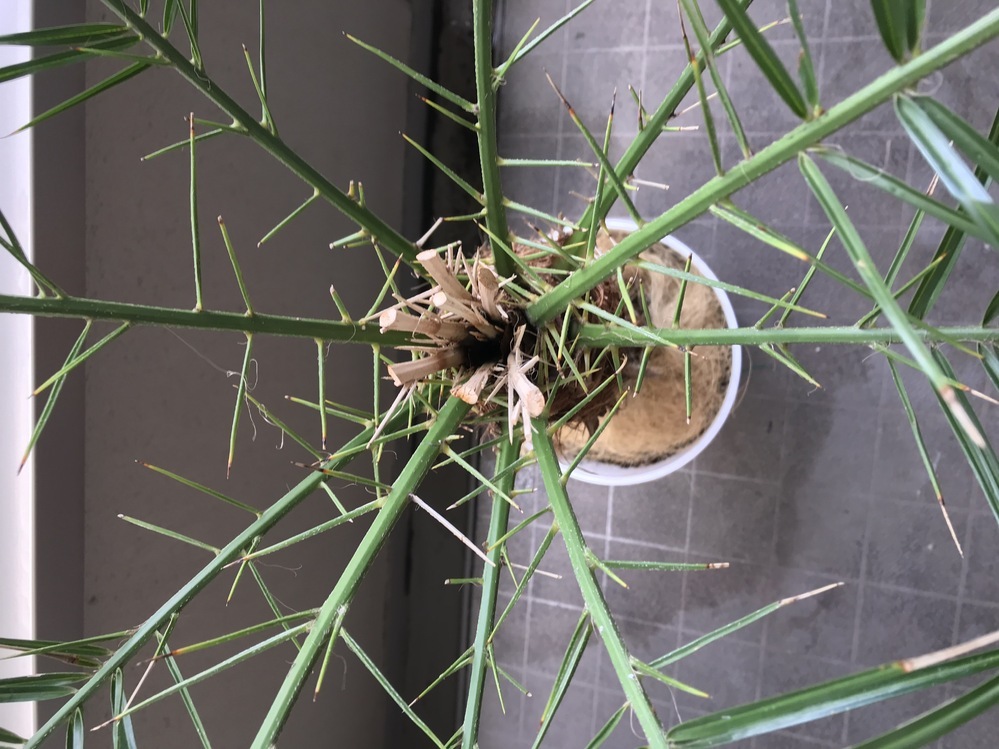フェニックス・ロベレニーの判定方法 (Phoenix roebelenii)