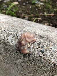 家の前に生まれたてのネズミ か鳥のように見えるものが落ちていました これはなんで 教えて 住まいの先生 Yahoo 不動産