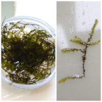 用水路にびっしり生えてた この水苔 は何でしょうか ミナミヌ Yahoo 知恵袋