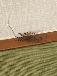 家の中に足が18本くらいあって頭と尻尾に長い触覚のようなものがある5センチ Yahoo 知恵袋