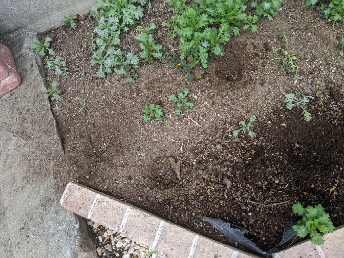 底に何か掘ってありますが不明 庭に穴が開いていた原因は？庭穴の特徴から動物の種類を考察！穴が浅い