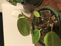 観葉植物を外に出す時期について いろいろな観葉植物を育てています フィ Yahoo 知恵袋