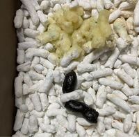 猫が最近いつもコロコロ便です ペットを飼うのが初めてなので 普通 がよく Yahoo 知恵袋
