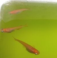 メダカの松かさ病の治療方法を教えてください できれば 薬を使いた Yahoo 知恵袋