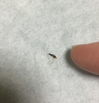 この虫 何でしょうか 潰してしまったのですが5ミリくらいで 細長い黒い虫です 教えて 住まいの先生 Yahoo 不動産