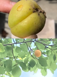 庭にある桜の木に 黒っぽい実がなっています この実は食べることができる Yahoo 知恵袋