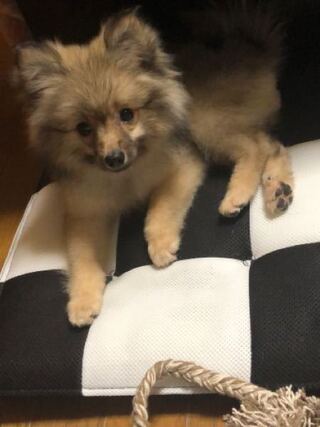 5ヶ月のポメラニアンです これは猿期でしょうか 成犬に Yahoo 知恵袋