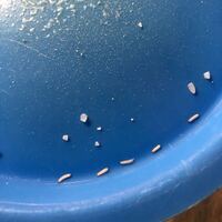 宮城県の古川学園高校の硬式野球部について教えてください 部員数 主な Yahoo 知恵袋