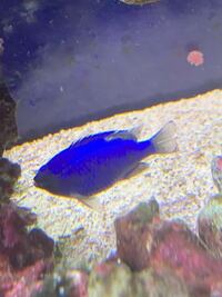 困っています スズメダイがたくさん釣れ 唐揚げにしたいのですが どうすればい Yahoo 知恵袋