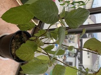 観葉植物のガジュマルの ハダニ を取る方法を教えてください Yahoo 知恵袋