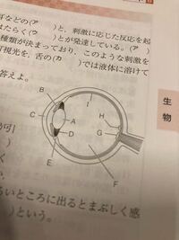 生物の問題でこの図は目の鉛直断面か水平断面か という問いがあったんですが Yahoo 知恵袋