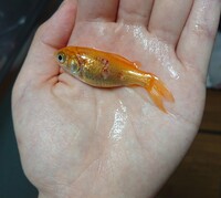 金魚のトリートメント 金魚を買ってきて30リットルくらいの新水で様 Yahoo 知恵袋