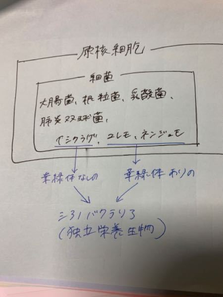 原核細胞のイシクラゲ ユレモ ネンジュモは細菌に入りますか 下 Yahoo 知恵袋