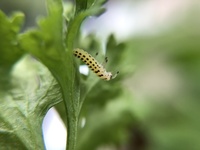 パセリの葉の裏にこんな虫がついています キアゲハの幼虫でない事は分かるので Yahoo 知恵袋
