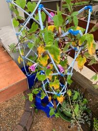 学校でもらってきたアサガオの葉が急に黄色くなってきました どう対 Yahoo 知恵袋