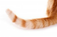 猫の長い尻尾 短い尻尾 どっちも可愛いけど 皆さんの好みはどちらです Yahoo 知恵袋