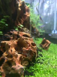 水槽の黄虎石やニューラージパールグラスに苔が充満しています これはサンゴ苔 Yahoo 知恵袋