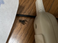 ぴょんぴょん飛ぶ虫 リビングにぴょんぴょん飛ぶ小さい虫が発生 Yahoo 知恵袋