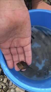 海の浅瀬で捕まえたこの魚はなんていう魚ですか アミメハギだ Yahoo 知恵袋