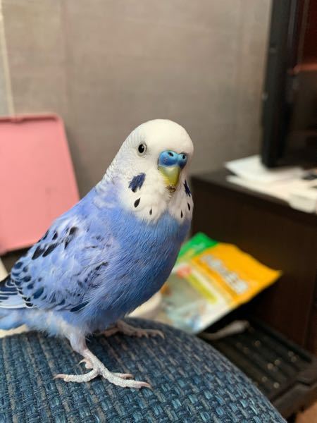 インコのくちばしに黒いものがついてるようなのですが病気でしょうか Yahoo 知恵袋