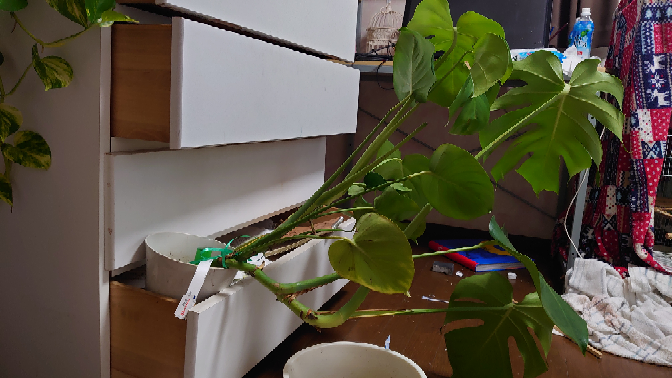 モンステラが倒れ気味です 初めてモンステラを買ったのですが Yahoo 知恵袋