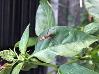 プランターでピーマン キュウリ 枝豆を育ててます この虫が多くて Yahoo 知恵袋