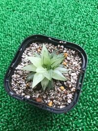 多肉植物初心者です カット苗の発芽について こんにちは 多肉植物 Yahoo 知恵袋