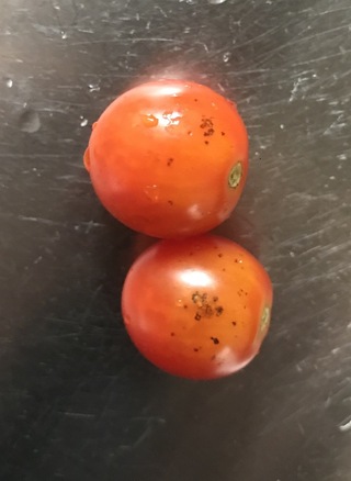 最も好ましい トマト 黒い斑点 トマト 黒い斑点 葉 Saikonomuryogazoflex