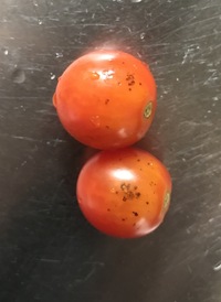 ミニ トマト 黒い 斑点