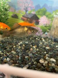 飼っている金魚がエラから血を出していました ずっと出でいたわけではな Yahoo 知恵袋