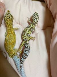 冷凍コオロギの解凍について 現在レオパとニシアフの朝に冷凍 Yahoo 知恵袋