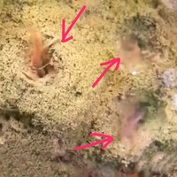 ビオトープの気持ちの悪い赤い虫ビオトープをはじめました しばらく Yahoo 知恵袋