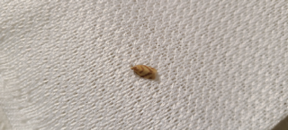 この可愛い虫はなんという虫ですか アカスジキイロハマキと思います Yahoo 知恵袋