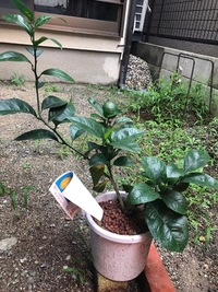 家にレモンの木があります 実がたくさんなるのですがいつまでたっても黄色くなり Yahoo 知恵袋