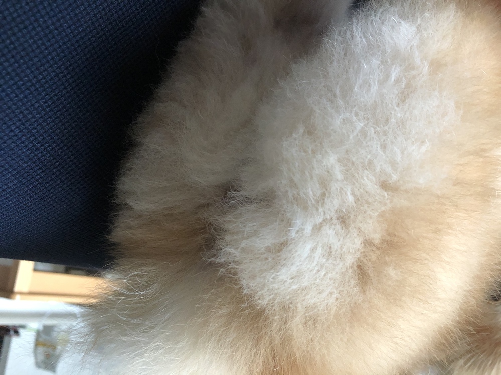 ポメラニアンの桃尻カットについてです 初めて行ったトリミングサロンではお尻 Yahoo 知恵袋