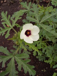 これは 雑草ですか オクラのような花が咲いています ギンセンカという Yahoo 知恵袋