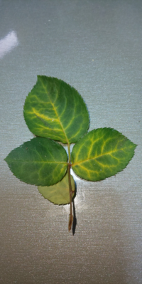 鉢植えのミニバラがこの梅雨時期枯れてきたのですが 写真のような葉は水やり不 Yahoo 知恵袋