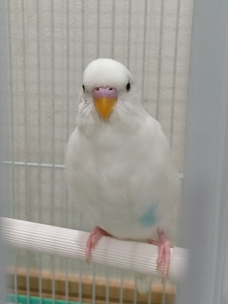 生後3ヶ月のセキセイインコです この子と白ハルクインまたは Yahoo 知恵袋