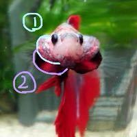 魚には 動物のように特定の人に なつく ということはありますか 熱帯魚と Yahoo 知恵袋