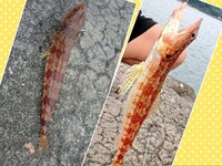 何の魚か教えてください コチに似た魚です 一通りコチの種類やトラギス ヤリ Yahoo 知恵袋