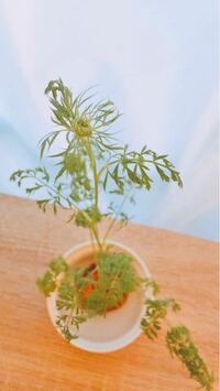 ニンジンの植え替えは可能ですか また 家庭菜園のおすすめの本 Yahoo 知恵袋
