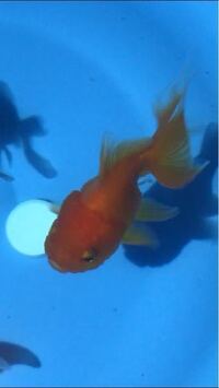 オランダ獅子頭の松かさ病についてです 最近 金魚が転覆していたので餌を与 Yahoo 知恵袋