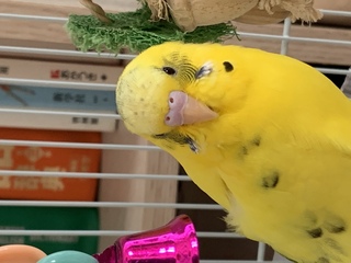 セキセイインコ ハルクイン の性別を教えてください 1 5歳く Yahoo 知恵袋