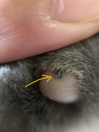 うちの猫の肉球が高く石みたいになってますこれはなんかの病気なんで Yahoo 知恵袋