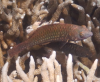 変な名前の動物や魚を教えてください 沖縄にオジサンやハマサキノ Yahoo 知恵袋