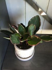 この植物の名前を教えてください ペペロミア クルシフォリアのジュエリー Yahoo 知恵袋