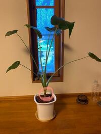 今年の5月頃にホームセンターで0円くらいのシマクワズイモを買ったんです Yahoo 知恵袋