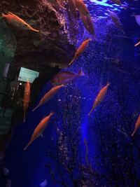 水族館で見た魚なのですが この赤くてくちばしがとんがってる魚は何 Yahoo 知恵袋
